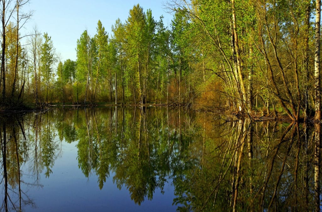 Mirror Pond
