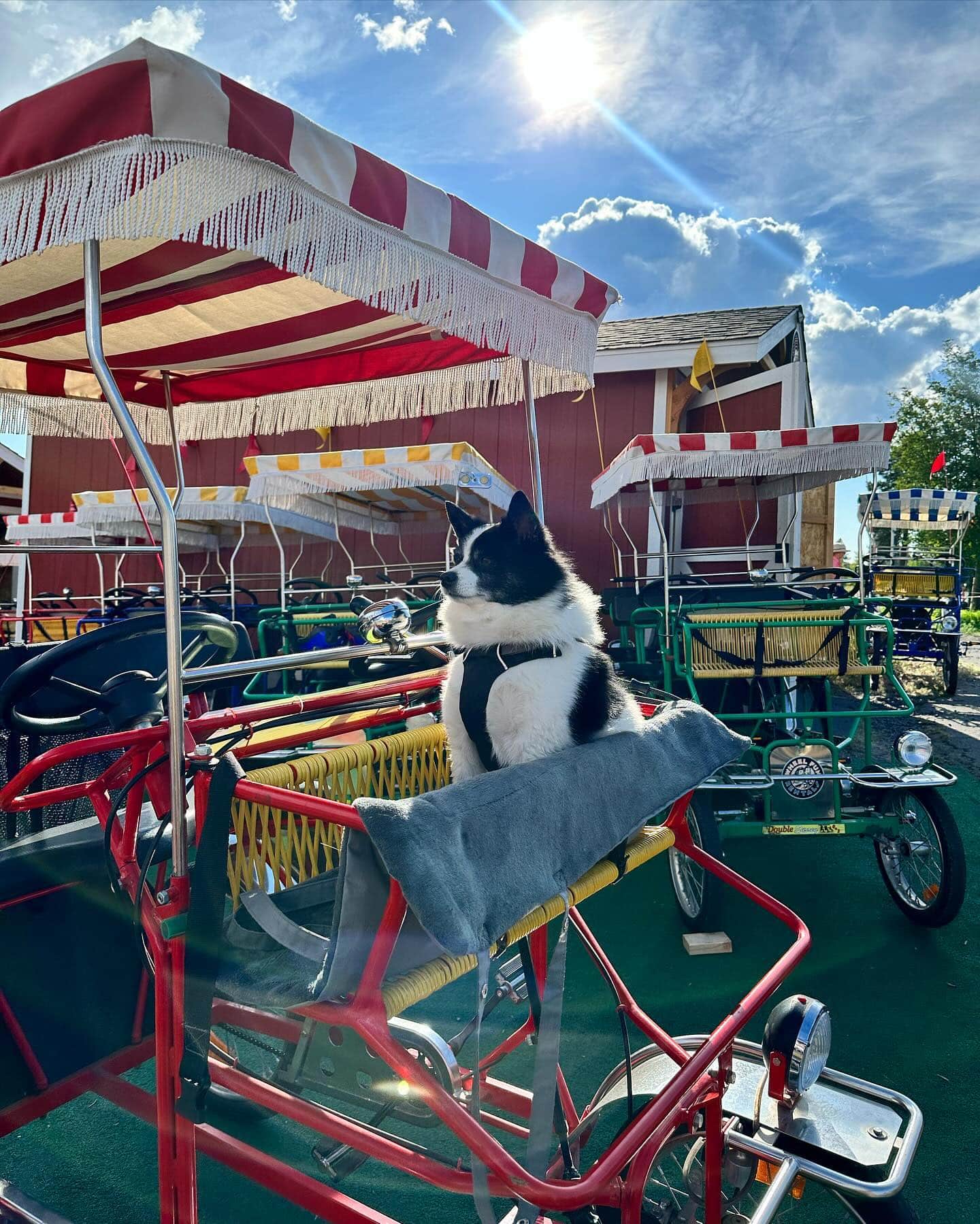 Dog Friendly Bike Rentals in Bend Oregon Wheel Fun Rentals