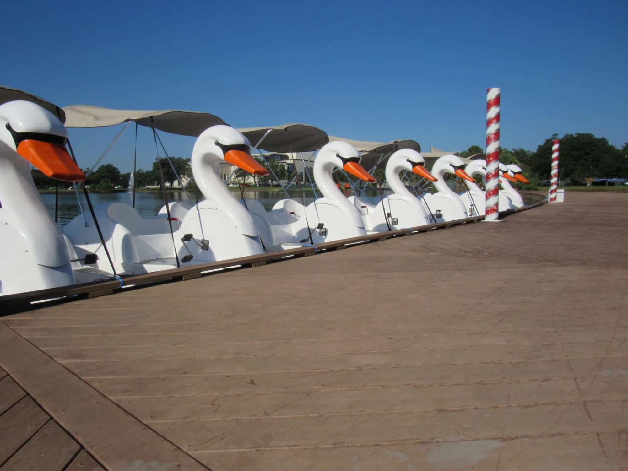 Swan Boats Find Their Way To City Park, NOLA Wheel Fun Rentals
