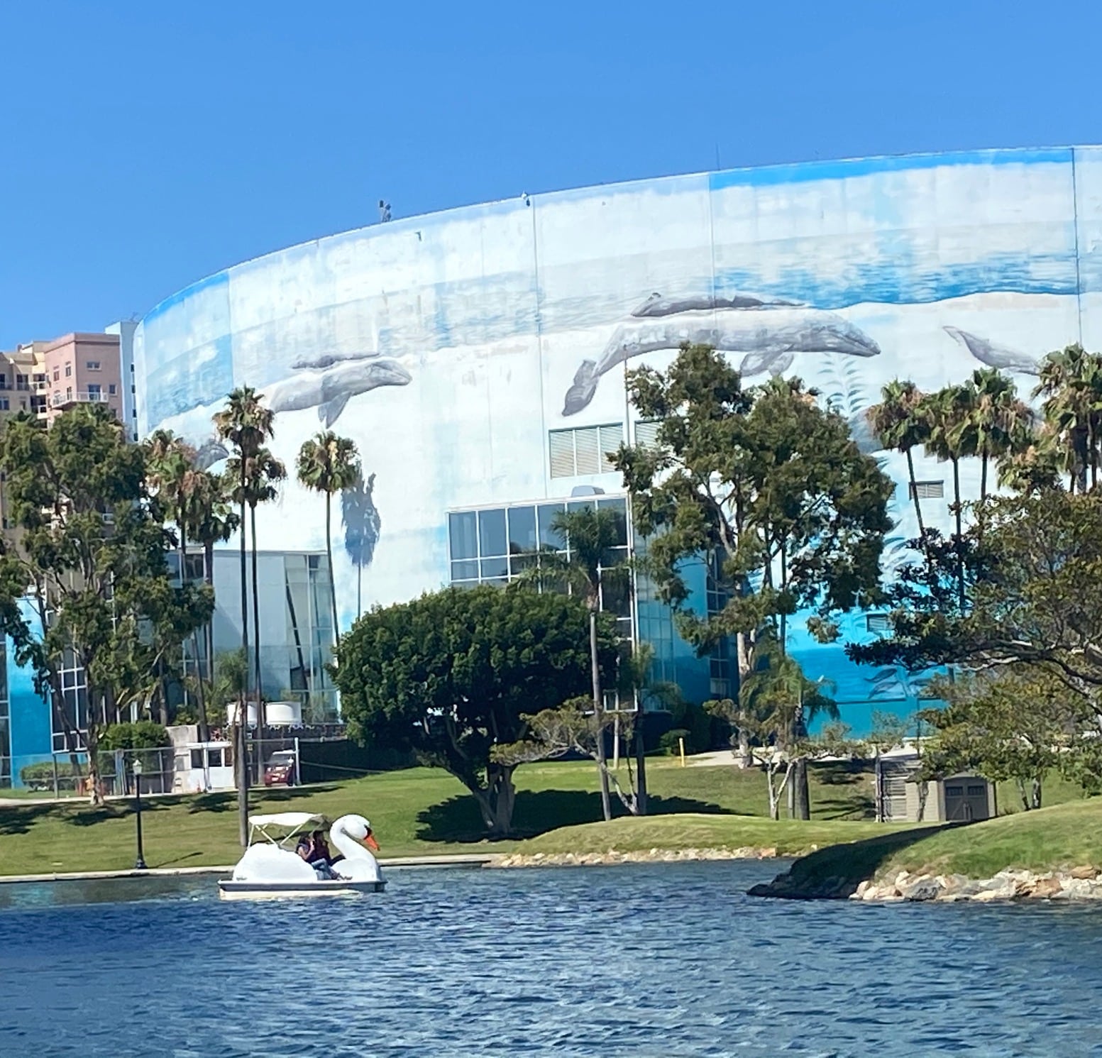 Swan Pedal Boats at Rainbow Lagoon Review Wheel Fun Rentals